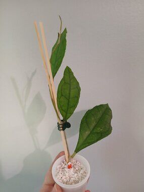 Hoya Finlaysonii Cutting